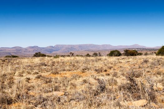 Mountain Zebra National Park is a national park in the Eastern Cape province of South Africa proclaimed in July 1937 for the purpose of providing a nature reserve for the endangered Cape mountain zebra.