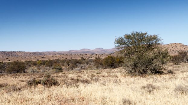The Tree - Mountain Zebra National Park is a national park in the Eastern Cape province of South Africa proclaimed in July 1937 for the purpose of providing a nature reserve for the endangered Cape mountain zebra.