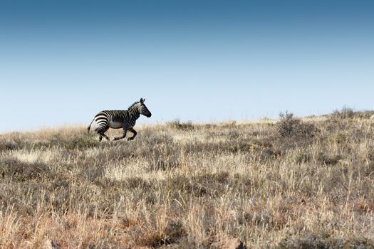 Run Mountain Zebra Run - Mountain Zebra National Park is a national park in the Eastern Cape province of South Africa proclaimed in July 1937 for the purpose of providing a nature reserve for the endangered Cape mountain zebra.