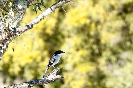 Tiny Bird - Mountain Zebra National Park is a national park in the Eastern Cape province of South Africa proclaimed in July 1937 for the purpose of providing a nature reserve for the endangered Cape mountain zebra.