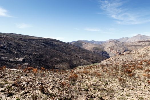 Life after Fire - The Swartberg mountains are a mountain range in the Western Cape province of South Africa. It is composed of two main mountain chains running roughly east-west along the northern edge of the semi-arid Little Karoo.