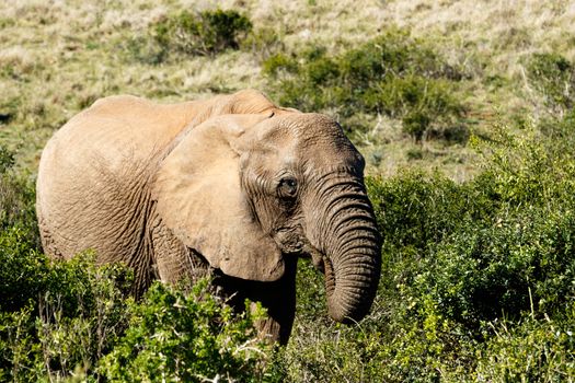 Just Eat Me - The African bush elephant is the larger of the two species of African elephant. Both it and the African forest elephant have in the past been classified as a single species.