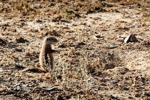 Ground Squirrel - Mountain Zebra National Park is a national park in the Eastern Cape province of South Africa proclaimed in July 1937 for the purpose of providing a nature reserve for the endangered Cape mountain zebra.