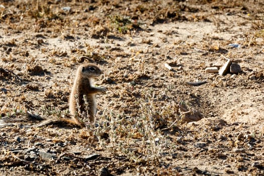 Ground Squirrel - Mountain Zebra National Park is a national park in the Eastern Cape province of South Africa proclaimed in July 1937 for the purpose of providing a nature reserve for the endangered Cape mountain zebra.