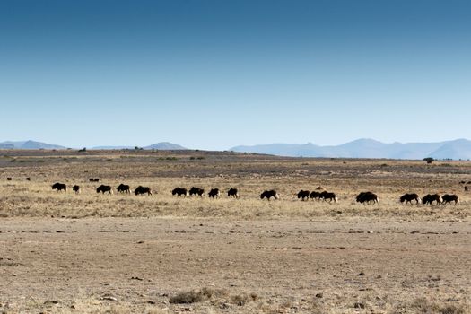 African Buffalo on the move in The  Mountain Zebra National Park is a national park in the Eastern Cape province of South Africa proclaimed in July 1937 for the purpose of providing a nature reserve for the endangered Cape mountain zebra.