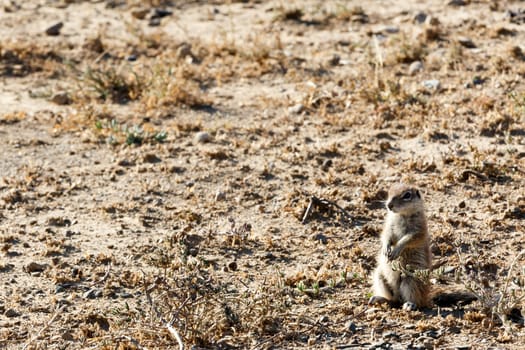 Ground Squirrel YES Sir  - Mountain Zebra National Park is a national park in the Eastern Cape province of South Africa proclaimed in July 1937 for the purpose of providing a nature reserve for the endangered Cape mountain zebra.