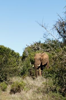 I am the BOSS - The African bush elephant is the larger of the two species of African elephant. Both it and the African forest elephant have in the past been classified as a single species.
