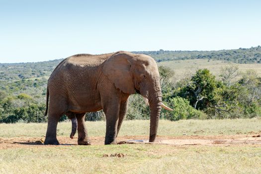 It is all hanging - The African bush elephant is the larger of the two species of African elephant. Both it and the African forest elephant have in the past been classified as a single species.