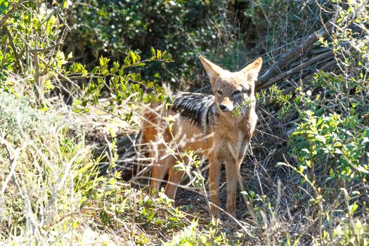 The jackal is a small omnivorous mammal of the genus Canis, which also includes the wolf and dog. While the word "jackal" has historically been used for many small canids, in modern use it most commonly ..