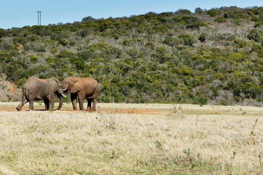 Just Chatting - The African bush elephant is the larger of the two species of African elephant. Both it and the African forest elephant have in the past been classified as a single species.