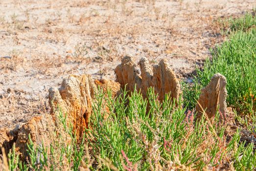 Petrified tree stubs on the bank of the salty lake, Kuyalnik, Ukraine