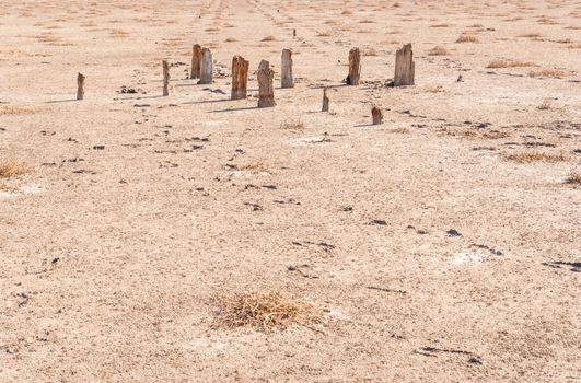 Petrified tree stubs on the bank of the salty lake, Kuyalnik, Ukraine