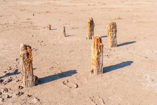 Petrified tree stubs on the bank of the salty lake, Kuyalnik, Ukraine