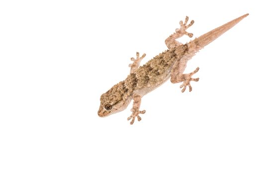 Gekko, small iguana isolated on white background