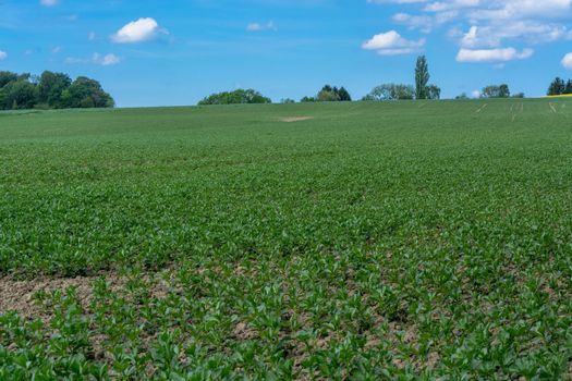 Agricultural landscape, agricultural use field in spring.