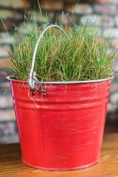 Fresh green grass growing in metallic red bucket on the table
