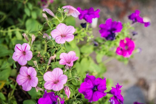 purple and pink petunia flowers growing in the summer garden