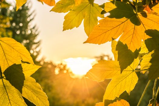 Lovely fall image with a warm, bright sun  in the center, surrounded by autumn colored  leaves. Perfect design to use as a frame or a background for an autumn concept.