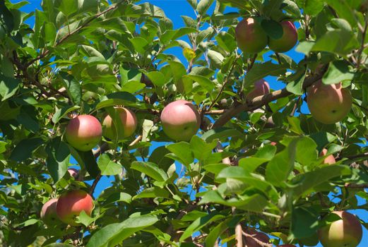 red apples in a tree green orchard