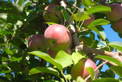 apples tree at the orchard close up on a sunny day