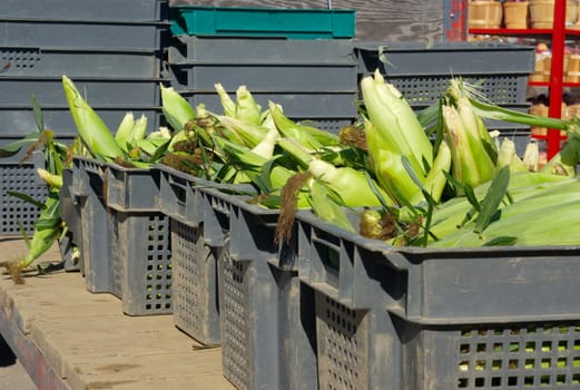 corn with leafs in crates at the market farm