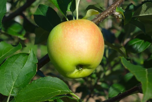 single apple in a tree close up with leafs and branch at the orchard