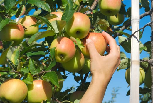 picking yellow and red apple in tree close up