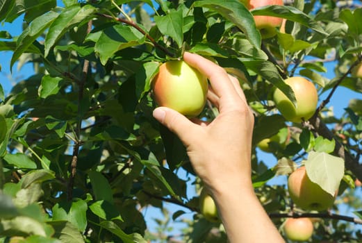 picking yellow and red apple in tree close up