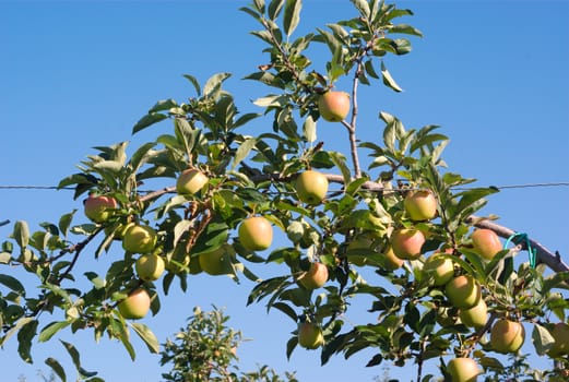 orchard yellow and red apples in tree on blue sky
