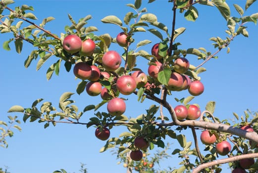 many apples in orchard branch on blue sky