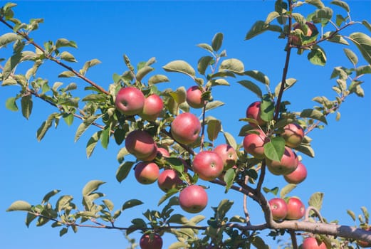 branch of red apples in apple tree on blue sky