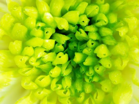 Extreme close up macro image of Green Chrysanthemum Flower. Detail of Lime Green Chrysanthemum Flower