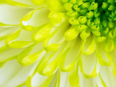 Extreme close up macro image of Green Chrysanthemum Flower. Detail of Lime Green Chrysanthemum Flower