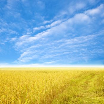 Blue sky and a rice filed
