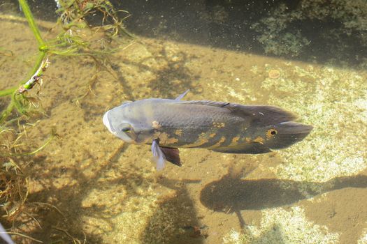 Oscar fish, Red belvet, Velvet cichlid, Marbled cichlid in nature