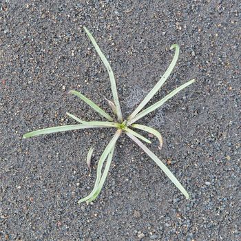 Plant growing on the black sand of Iceland