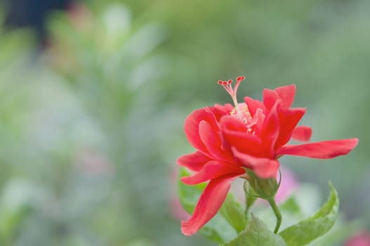 Chinese rose or Hibiscus rosa sinensis or Double Petal Vermillion Red flower with blur green leaves as background.