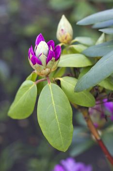 unopened Bud purple flower