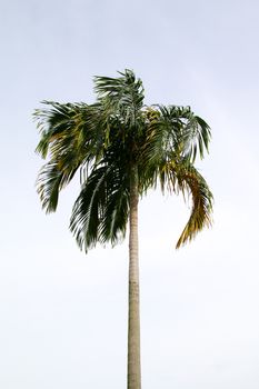 Tree coconut leaf Green