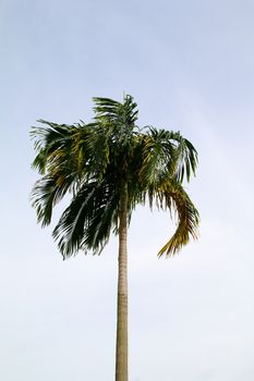 Tree coconut leaf Green