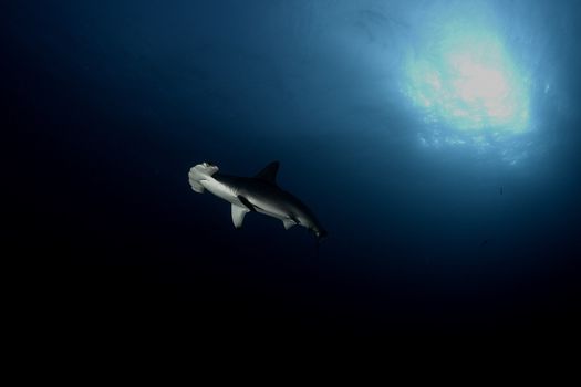 Dangerous big Shark diving safari wild  sea picture