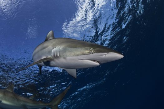 Dangerous big Shark diving safari wild  sea picture