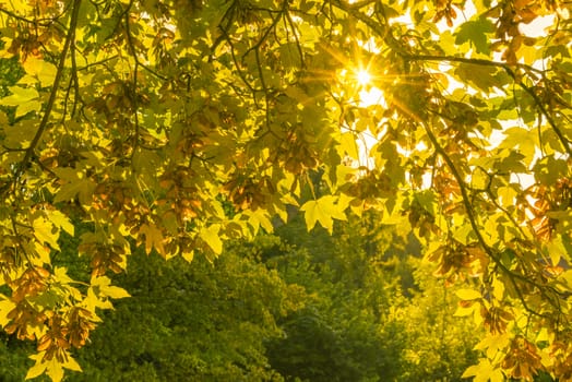 Cheerful fall image with a bright sun coming with its rays through colored leaves. Perfect as a background for an autumn concept.