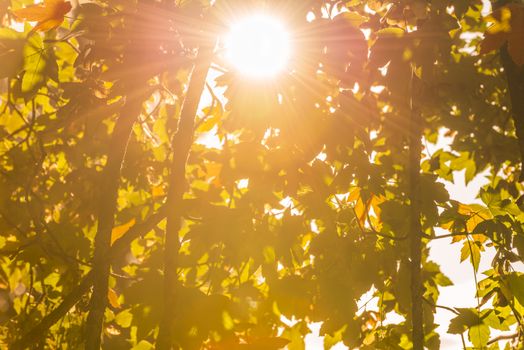 Big, bright sun shining through the leaves, with its rays overwhelming the vegetation surrounding it. Lovely autumn background.