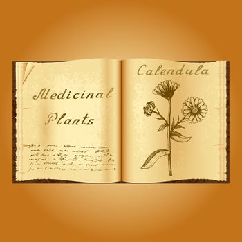 Calendula. Botanical illustration. Medical plants. Old open book herbalist. Grunge background. Vector illustration