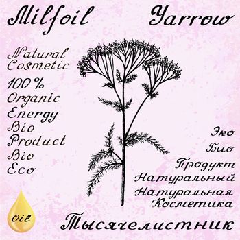 Yarrow Achillea millefolium hand drawn sketch botanical illustration. Vector illustation. Medical herbs. Lettering in English and Russian languages. Grunge background. Oil drop