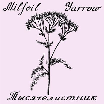 Yarrow Achillea millefolium hand drawn sketch botanical illustration. Vector illustation. Medical herbs. Lettering in English and Russian languages