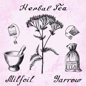 Yarrow Achillea millefolium hand drawn botanical illustration. Vector drawing. Herbal tea elements - tea bag, bag, mortar and pestle. Medical herbs. Lettering in English languages. Grunge background