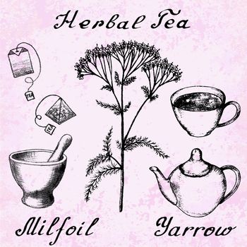 Yarrow Achillea millefolium hand drawn sketch botanical illustration. Utensils for tea. Vector illustation. Medical herbs. Lettering in English and Russian languages. Grunge background