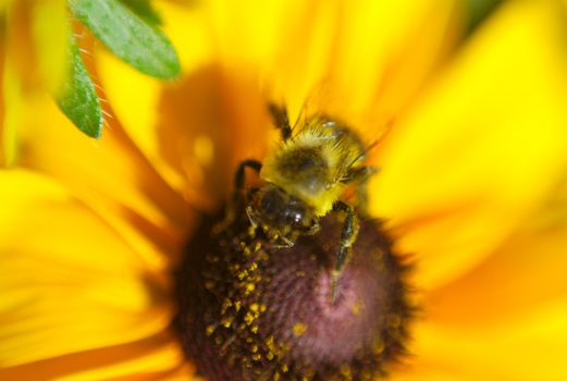 yellow daisy flower with bee pollinating close-up